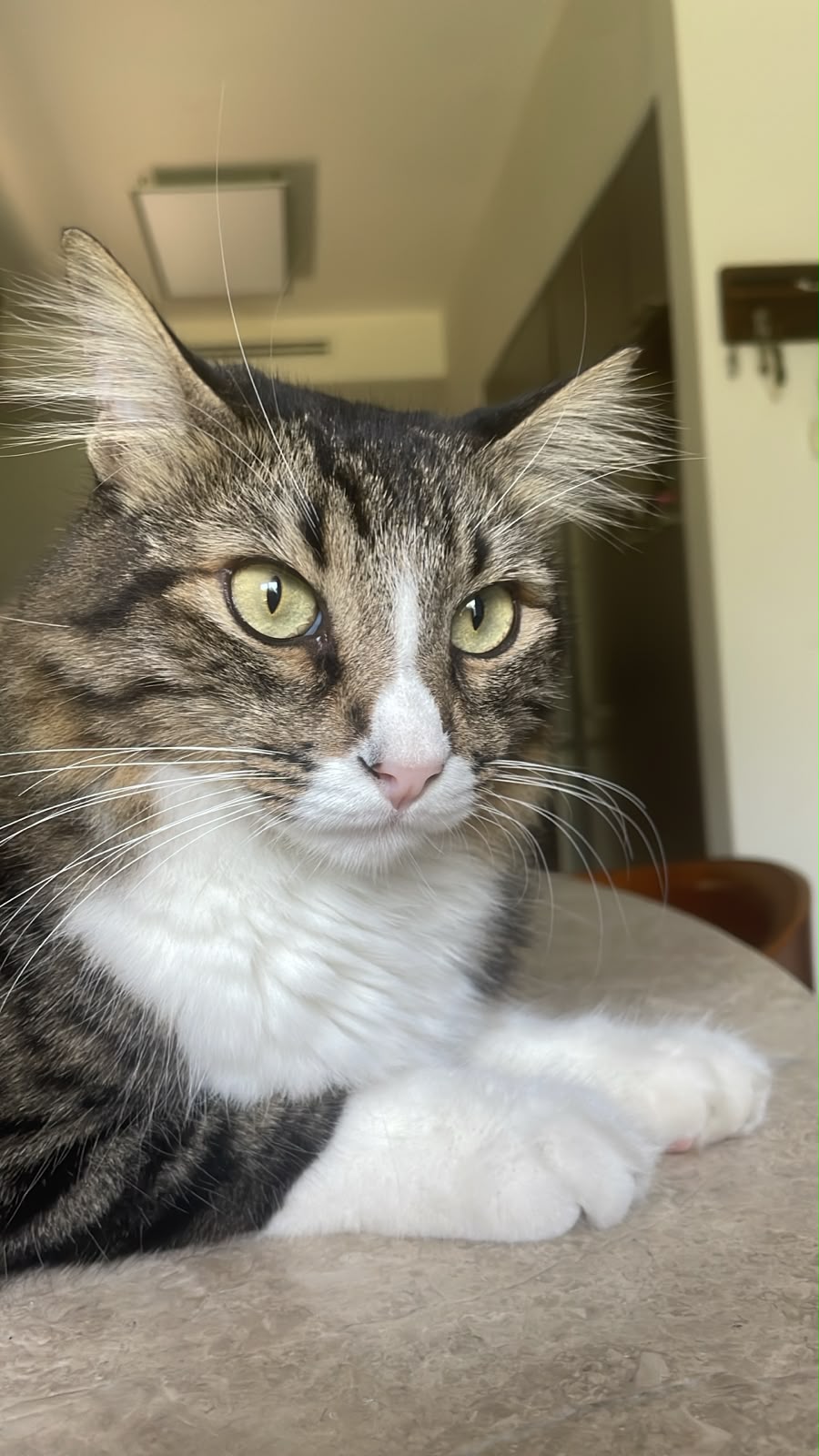 Chaimon at the window