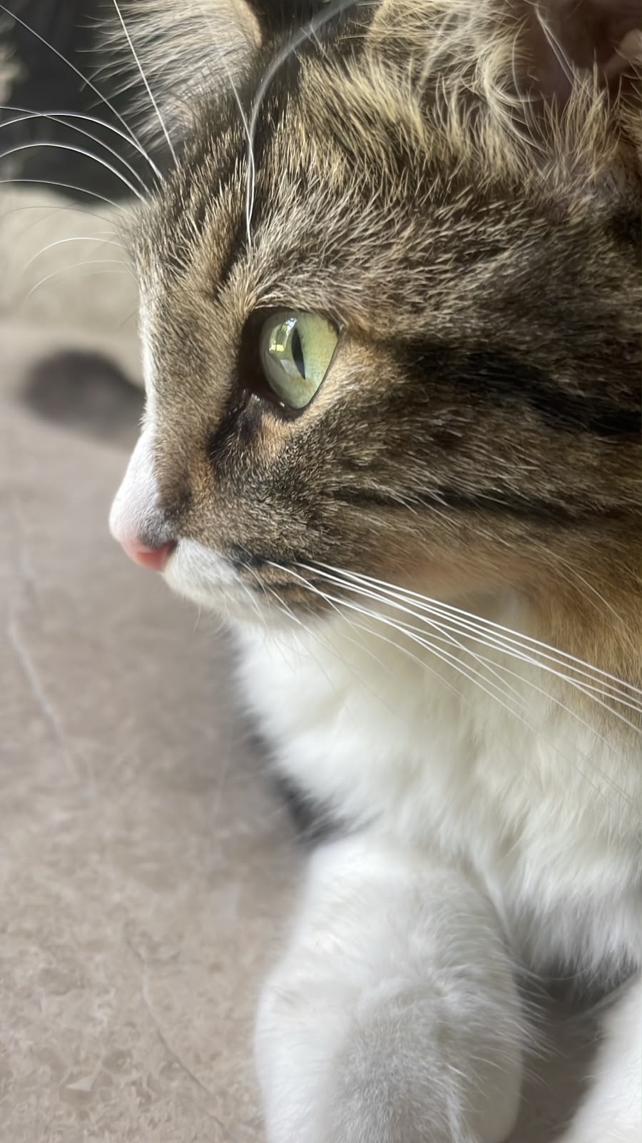 Chaimon loafing