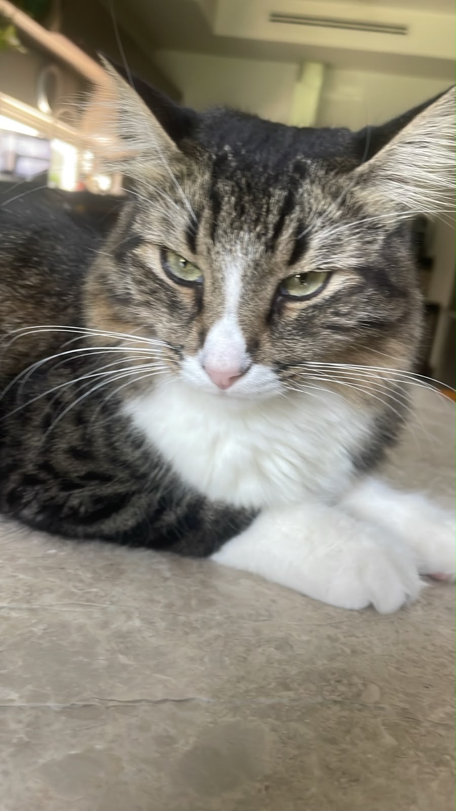 Chaimon staring